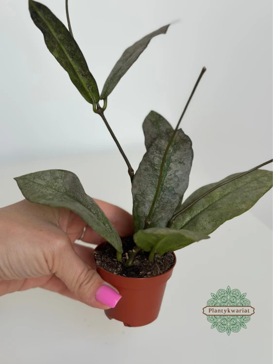Hoja (Hoya) Mitrata Silver