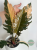 Filodendron (Philodendron) Caramel Marble