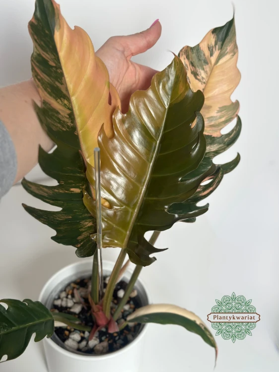Filodendron (Philodendron) Caramel Marble