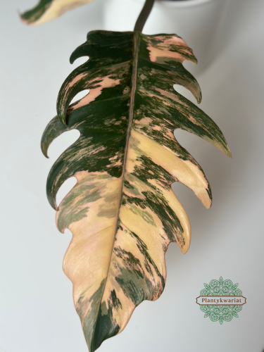 Filodendron (Philodendron) Caramel Marble
