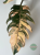 Filodendron (Philodendron) Caramel Marble