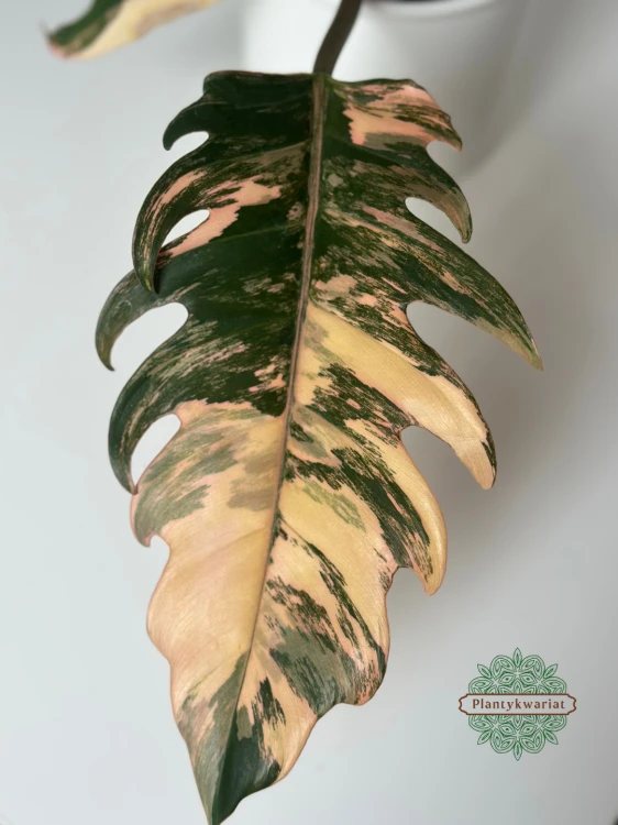 Filodendron (Philodendron) Caramel Marble