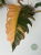 Filodendron (Philodendron) Caramel Marble
