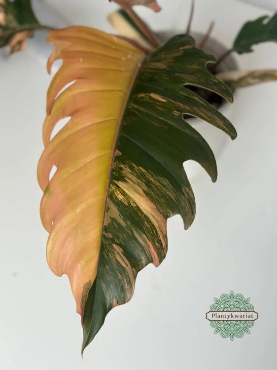 Filodendron (Philodendron) Caramel Marble
