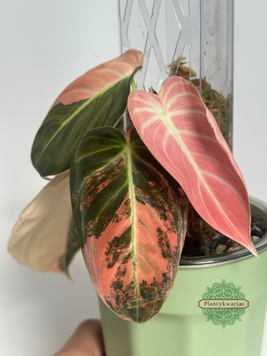 Filodendron (Philodendron) Melanochrysum Variegata Orange