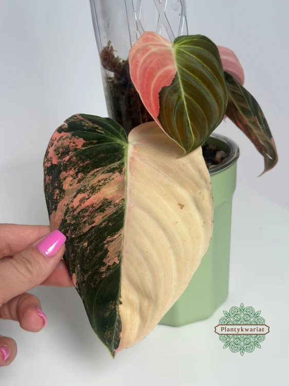 Filodendron (Philodendron) Melanochrysum Variegata Orange