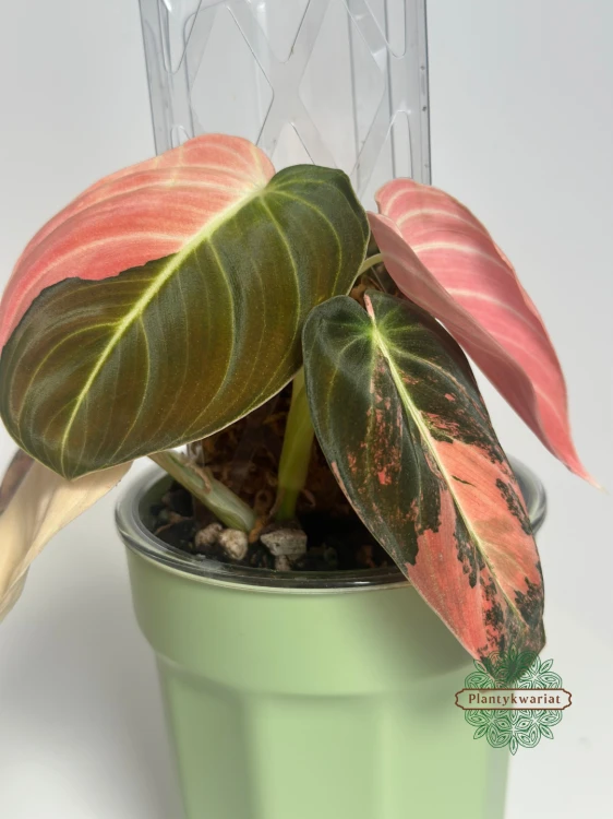 Filodendron (Philodendron) Melanochrysum Variegata Orange