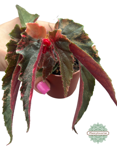 Begonia Ginny Galaxy Variegata #2