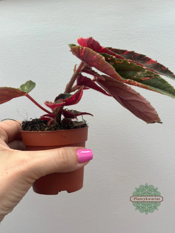 Begonia Ginny Galaxy Variegata #2
