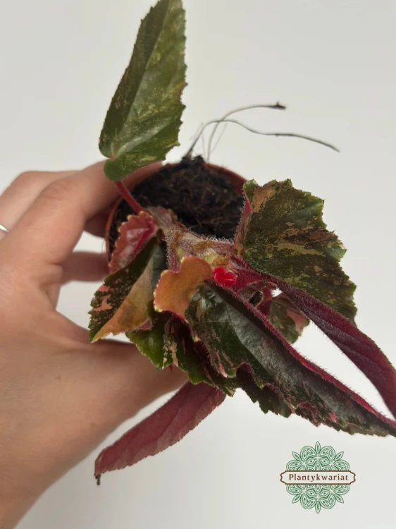 Begonia Ginny Galaxy Variegata #2