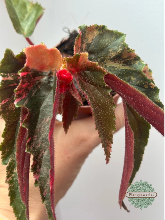 Begonia Ginny Galaxy Variegata #2