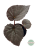 Begonia Grey Earl