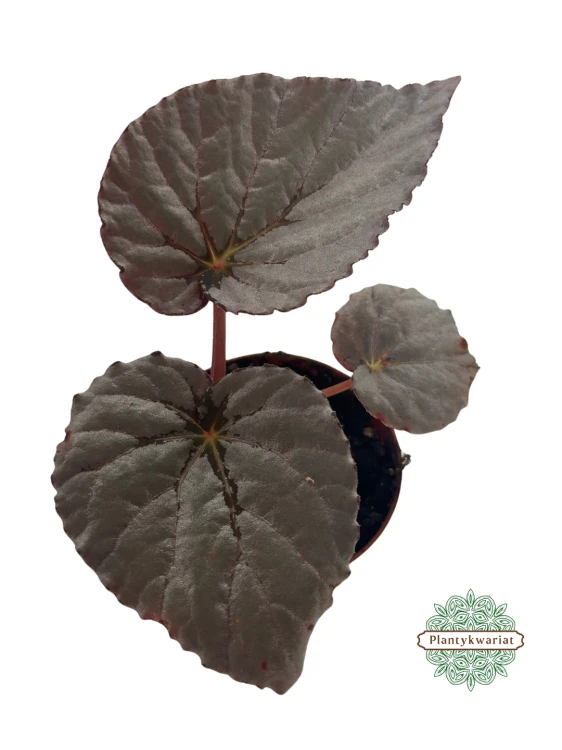 Begonia Grey Earl