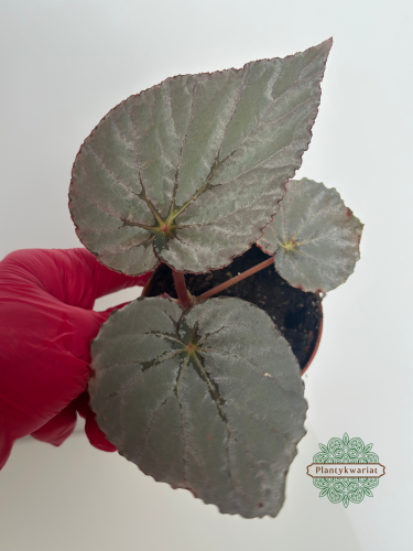 Begonia Grey Earl