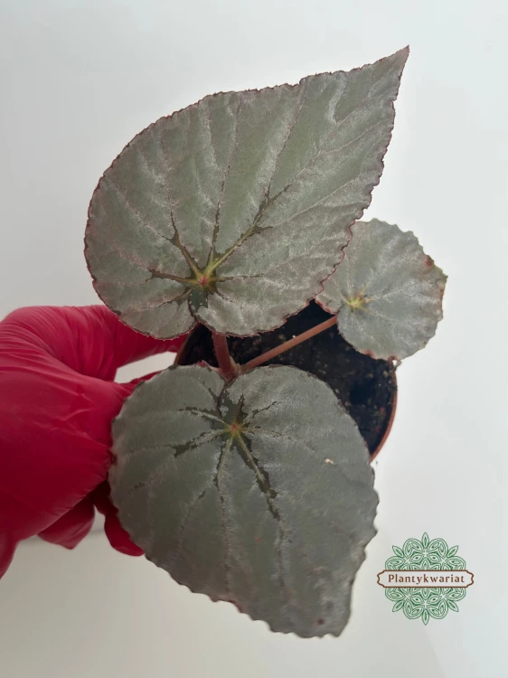Begonia Grey Earl