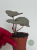 Begonia Grey Earl
