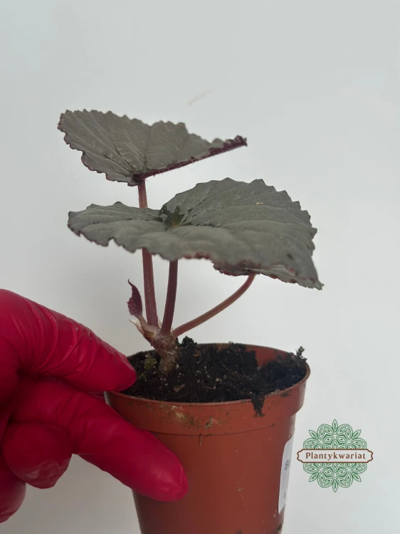 Begonia Grey Earl