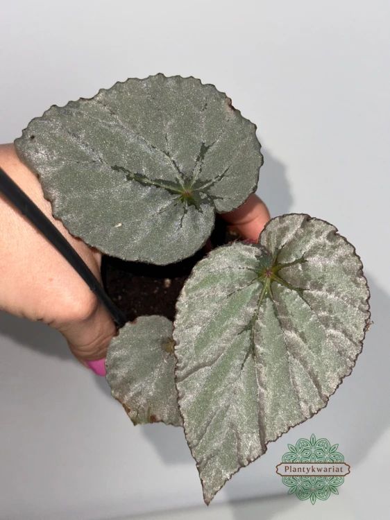 Begonia Grey Earl