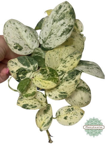 Scindapsus Jade Satin marble