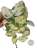 Scindapsus Jade Satin marble