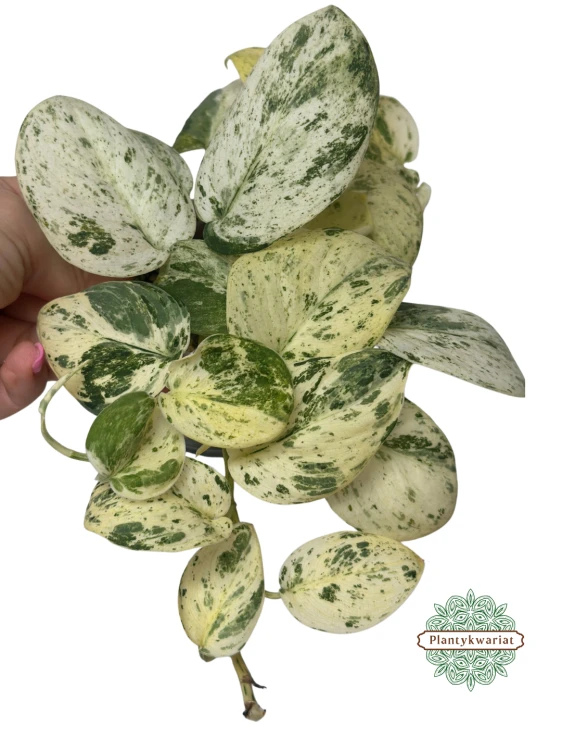 Scindapsus Jade Satin marble