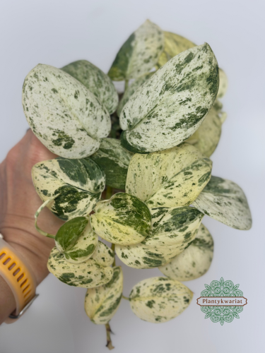 Scindapsus Jade Satin marble