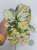 Scindapsus Jade Satin marble