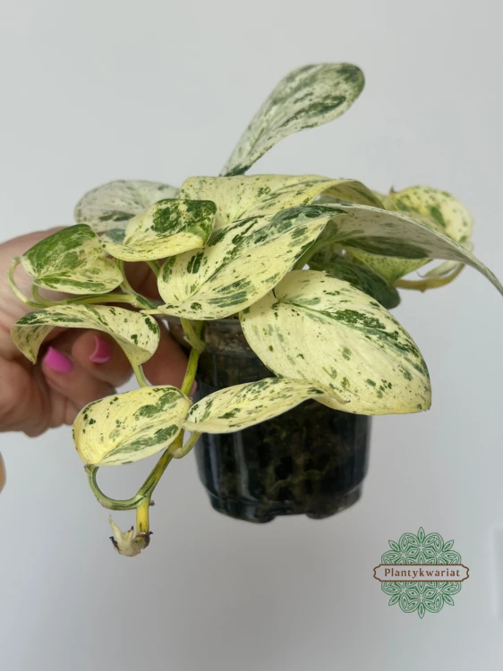 Scindapsus Jade Satin marble