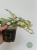 Scindapsus Jade Satin marble