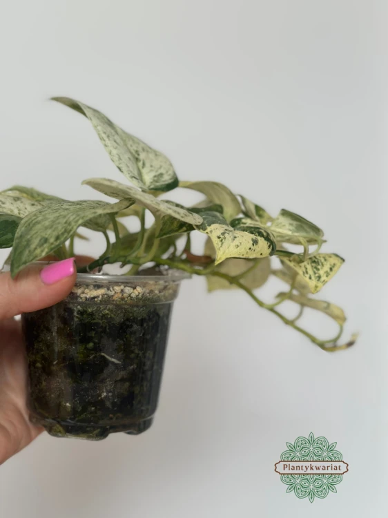 Scindapsus Jade Satin marble