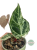 Anturium (Anthurium) crystallinum Platinum Variegata