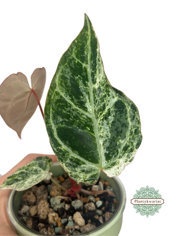 Anturium (Anthurium) crystallinum Platinum Variegata
