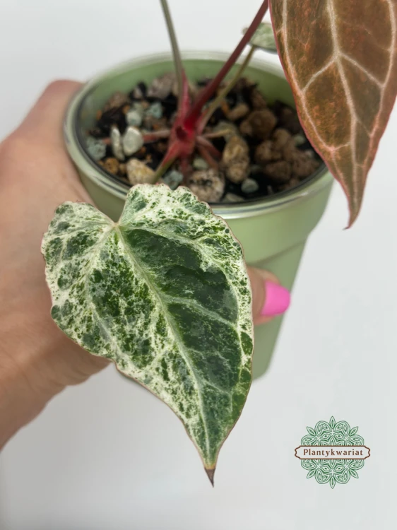 Anturium (Anthurium) crystallinum Platinum Variegata