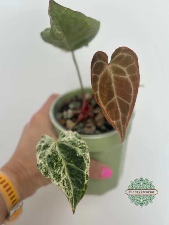 Anturium (Anthurium) crystallinum Platinum Variegata