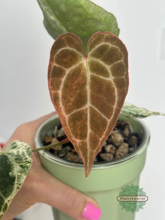 Anturium (Anthurium) crystallinum Platinum Variegata