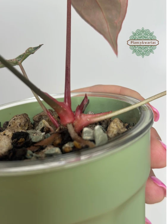 Anturium (Anthurium) crystallinum Platinum Variegata