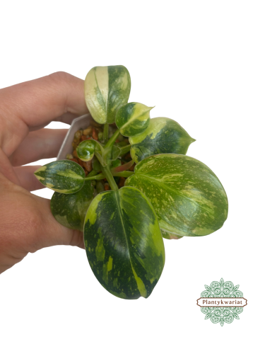 Filodendron (Philodendron) Green Congo Variegata