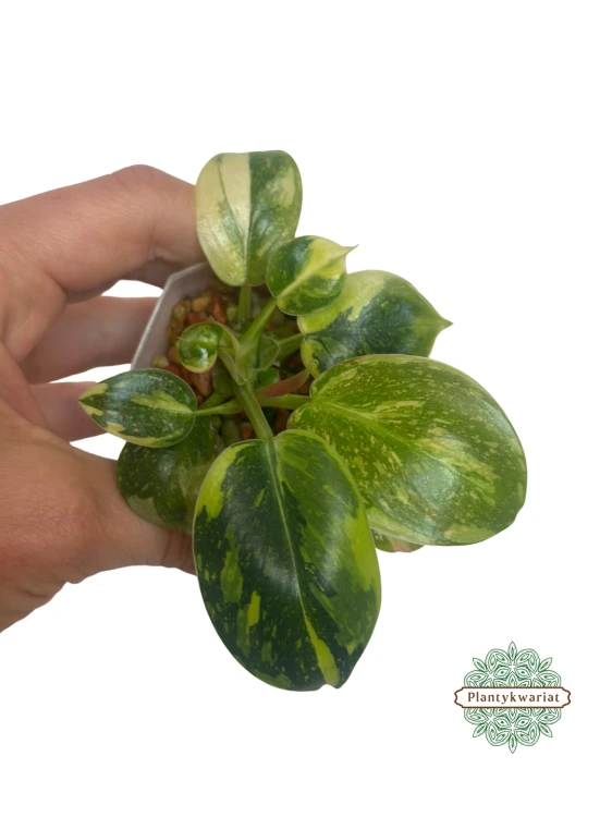 Filodendron (Philodendron) Green Congo Variegata
