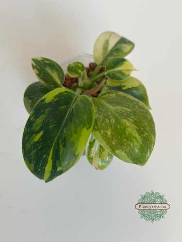 Filodendron (Philodendron) Green Congo Variegata
