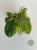 Filodendron (Philodendron) Green Congo Variegata