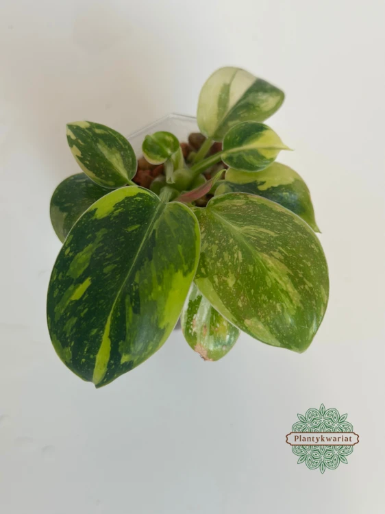 Filodendron (Philodendron) Green Congo Variegata