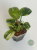 Filodendron (Philodendron) Green Congo Variegata