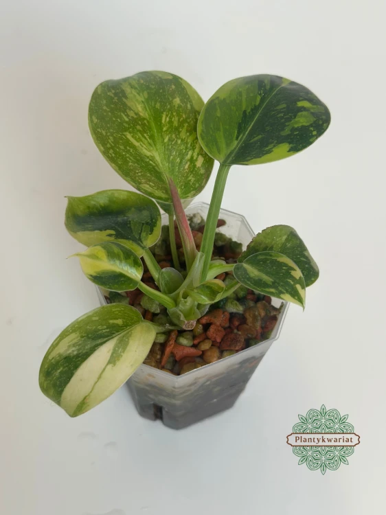 Filodendron (Philodendron) Green Congo Variegata