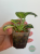 Filodendron (Philodendron) Green Congo Variegata