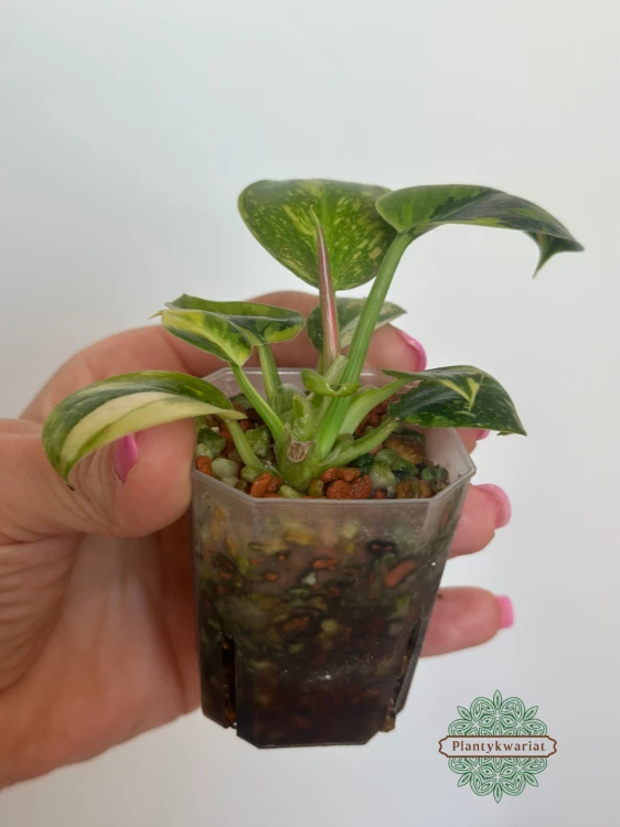 Filodendron (Philodendron) Green Congo Variegata