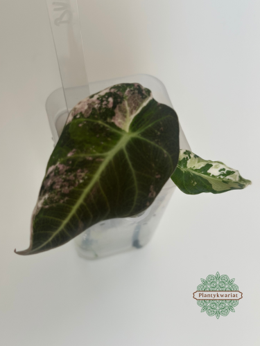 Alokazja (Alocasia) Black Velvet Pink Variegata