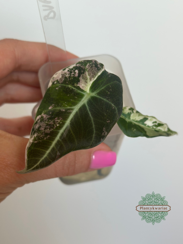 Alokazja (Alocasia) Black Velvet Pink Variegata