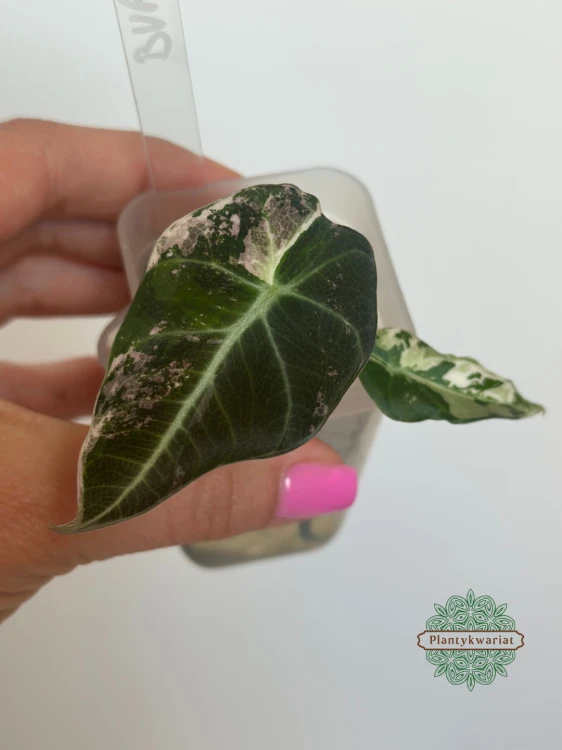 Alokazja (Alocasia) Black Velvet Pink Variegata