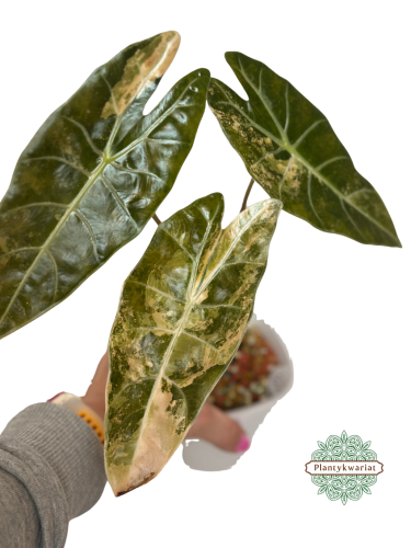 Alokazja (Alocasia) Black Satun Aurea