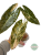 Alokazja (Alocasia) Black Satun Aurea